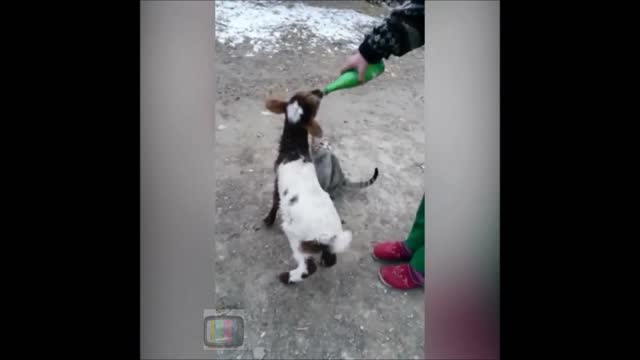 A cat, a goat, a sheep and a milk bottle