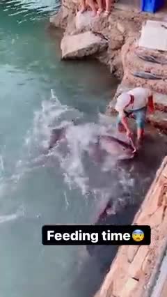 Nature Video Clips # - 03