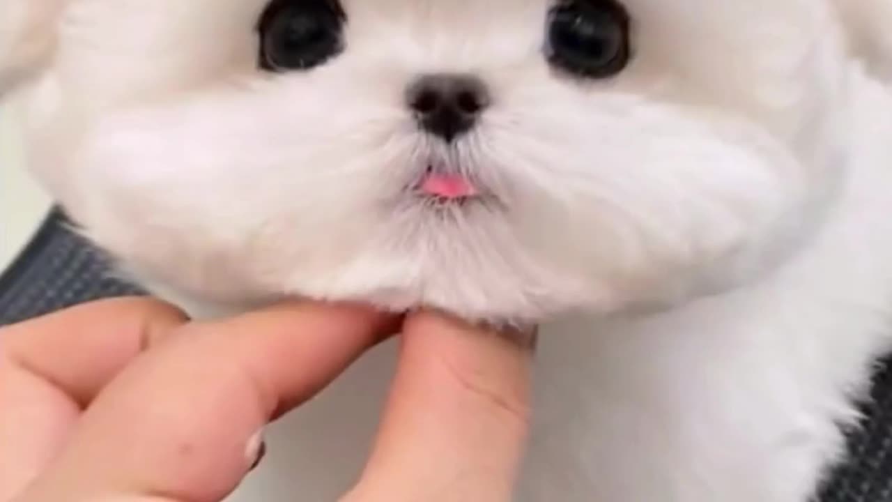 Adorable Baby Dog Haircut Transformation: Cute Puppy Grooming Fun