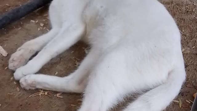 Cat funny videos shorts