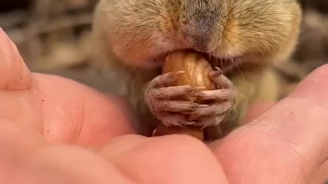 Squirrel treats yummmy yummy 🐿️