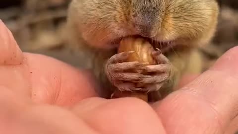 Squirrel treats yummmy yummy 🐿️