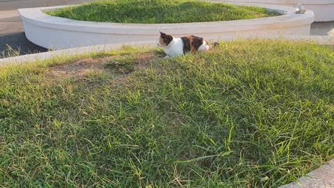 Street cat on a background of mountains