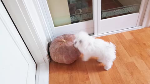 Bichon Frise Eating Pumpkin Top