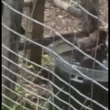 Cute baby crow splashing in bath