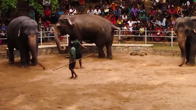 Funny Animals Video 2022