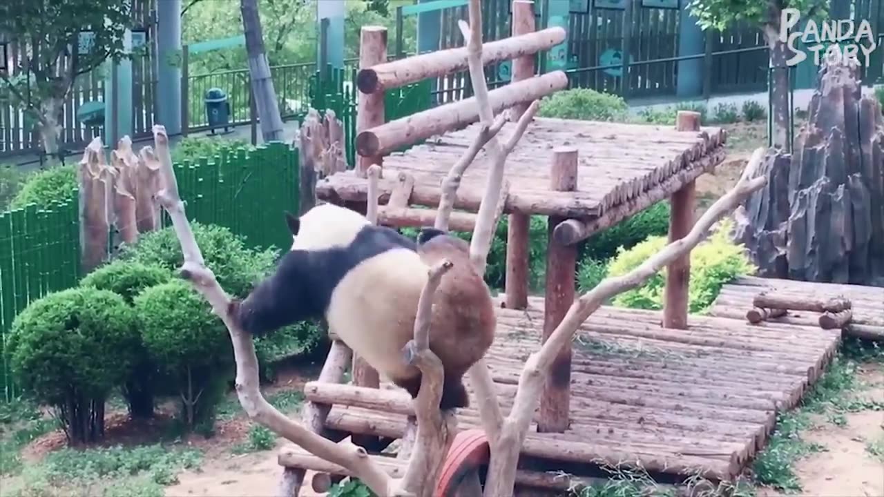 Panda Funny Moment Videos