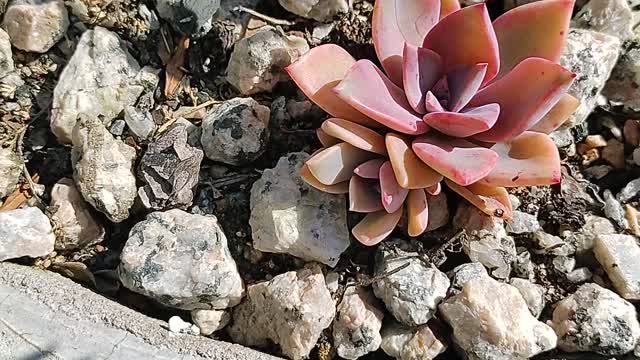 #shorts Fazendo a magia acontecer! Graptoveria 'Pearl Dazzler succulents