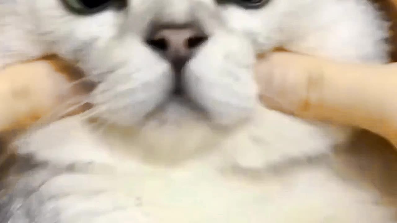 Funny cat videos 😹