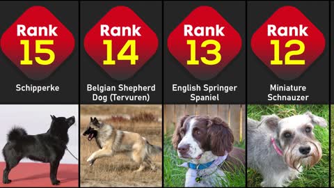 Smartest Dog Breeds Ranked | Most Intelligent Dog Breeds In The World