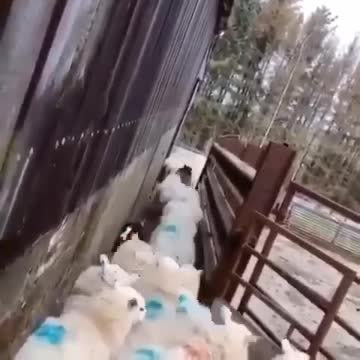 The dog copes with the cork from the rams