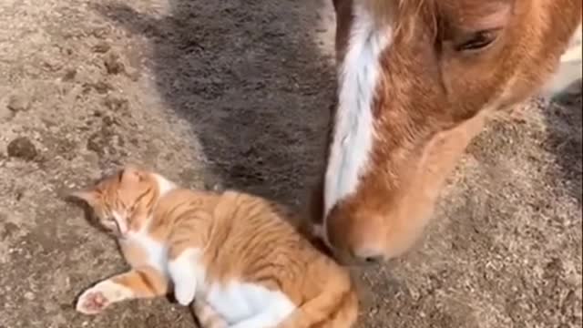 Jolly cats and horses