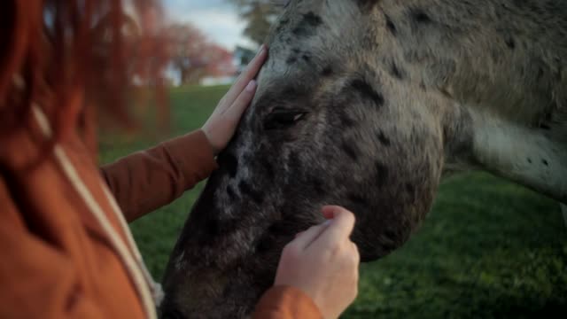 Horse Being Patted