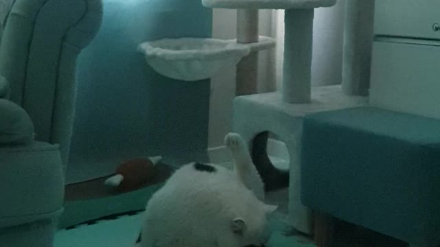 A fat cat that's so cute.2