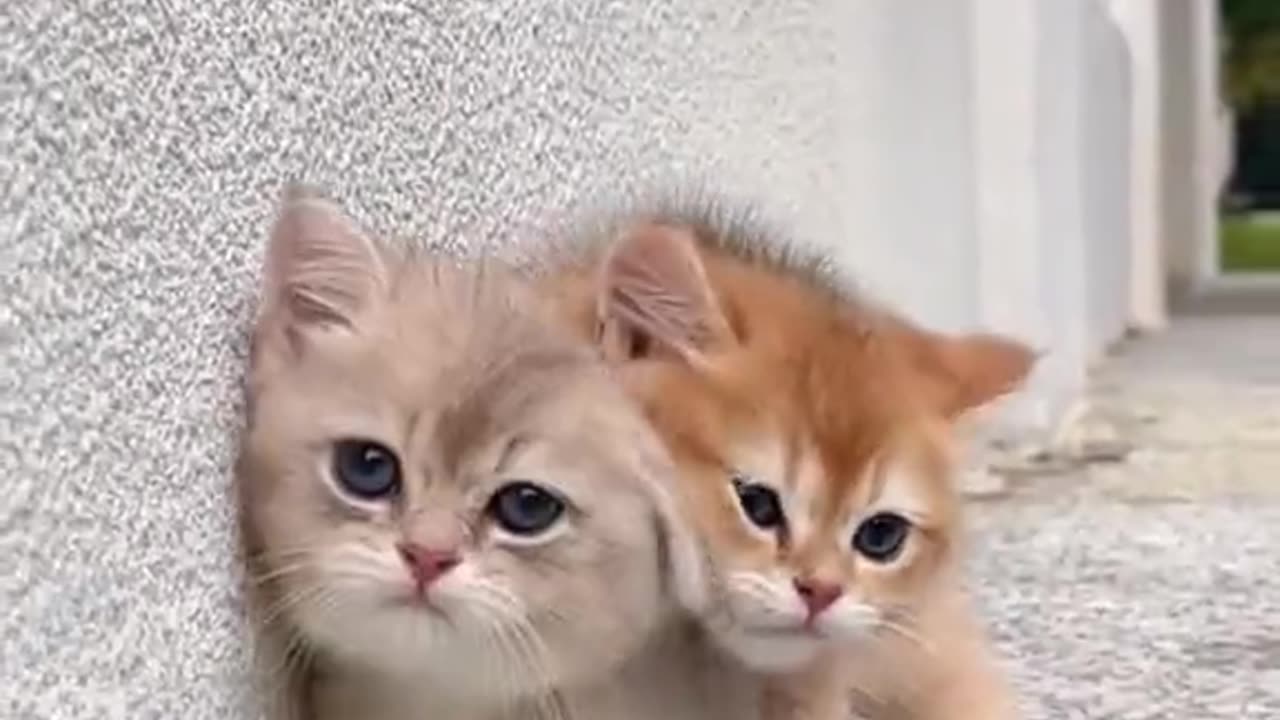 Cat video