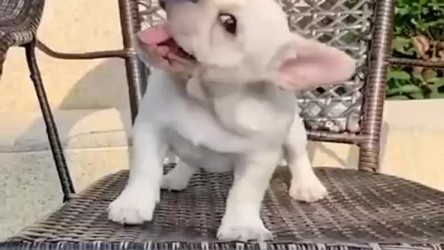 Baby Dogs - Funniest and Cutest Labrador Puppies | Best Funny Animal Videos 2022 ||