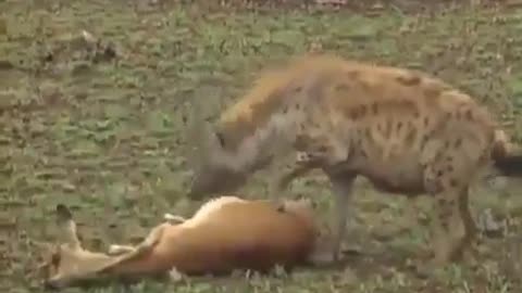 deer deserves a fucking oscar