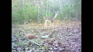 South East Texas Backyard Wildlife Garden 58