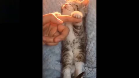 cute cats best funny and cute moments