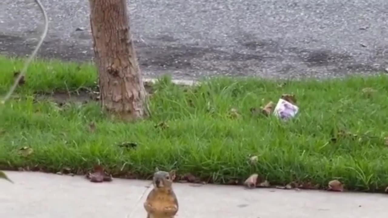 Cute chaos daily! 🐾😄 #Animals #pets #Funny #Reels #Shorts #Animalspoorly