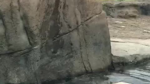 Polar bear pooping on on other polar bear