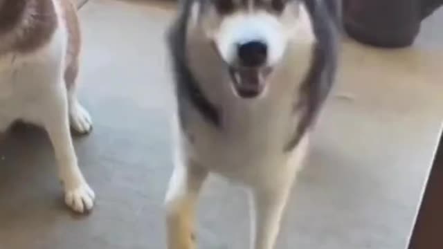 Dog Funny comedy video Dog Dance video😆😀