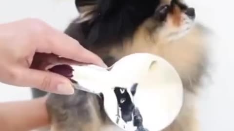 Funny and Cute DOG Videos Compilation,🐕🐕_#shorts03