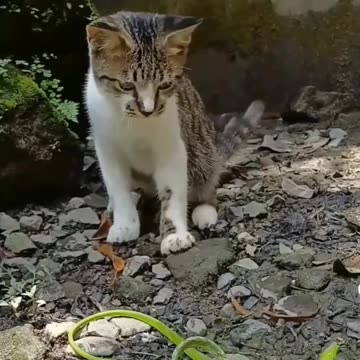 Cat funniest 🐍 🐍