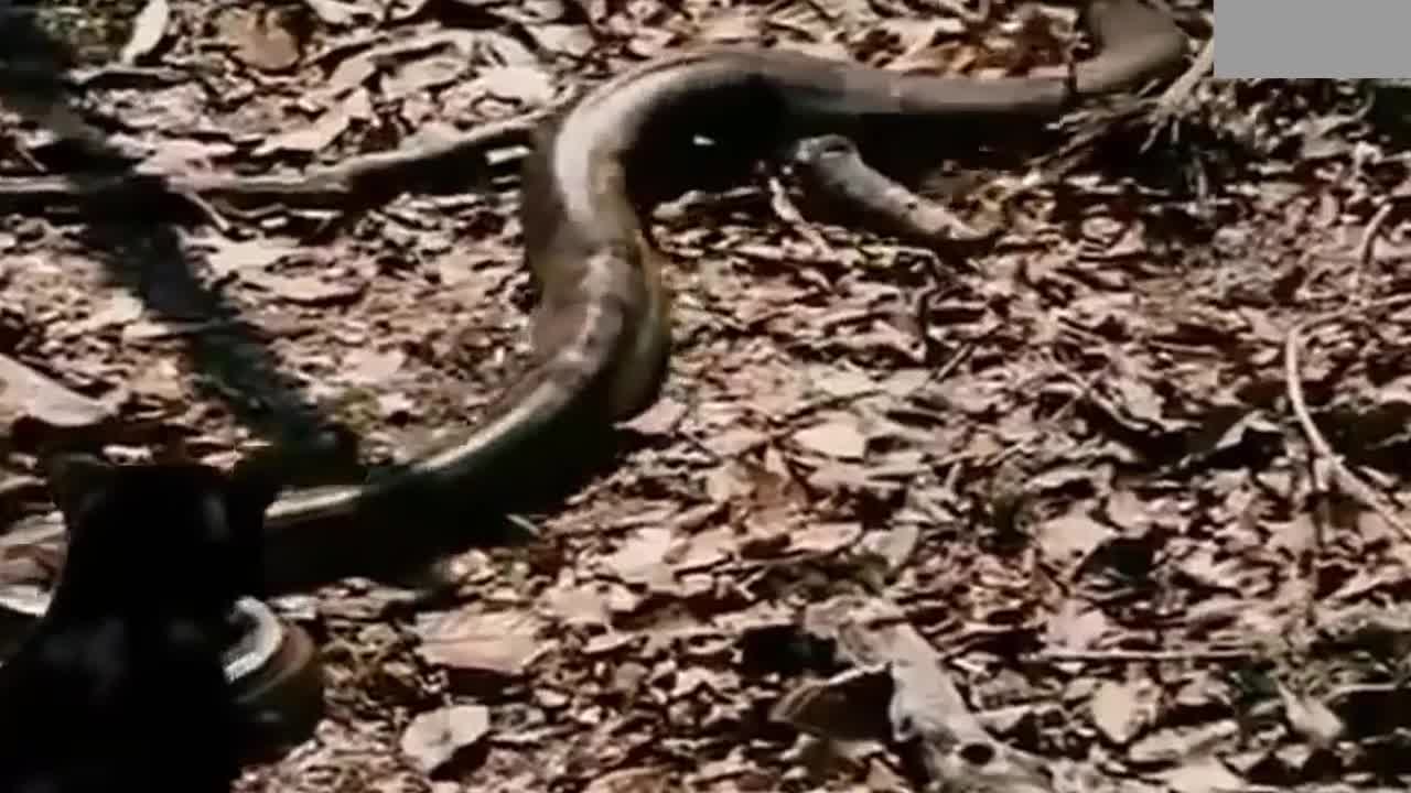 Anaconda Vs Black Tiger fight