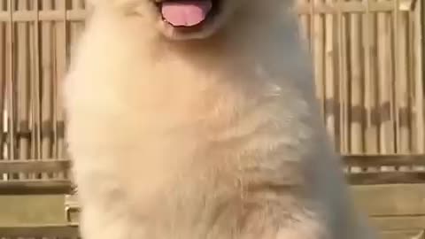 Puppy singing