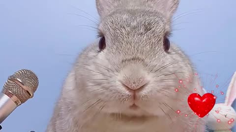 Funny & Cute Animals The rabbit eats well and has an appetite