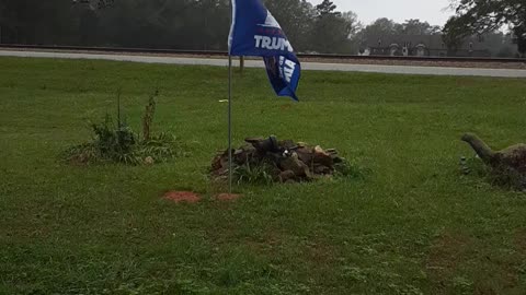 The Flags are still Flying for Trump