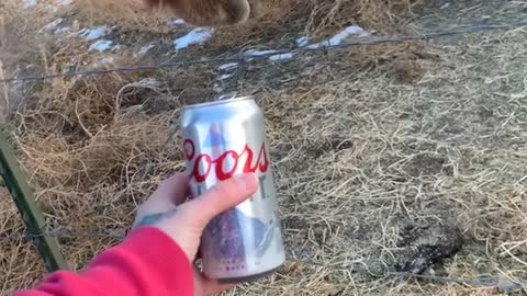 Ike the Horse Doesn't Approve of Coors Light