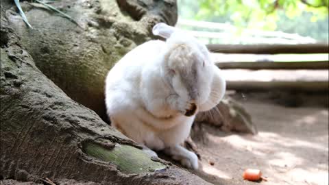 A CUTE RABBIT IN A FARM GROMING HIMSELF