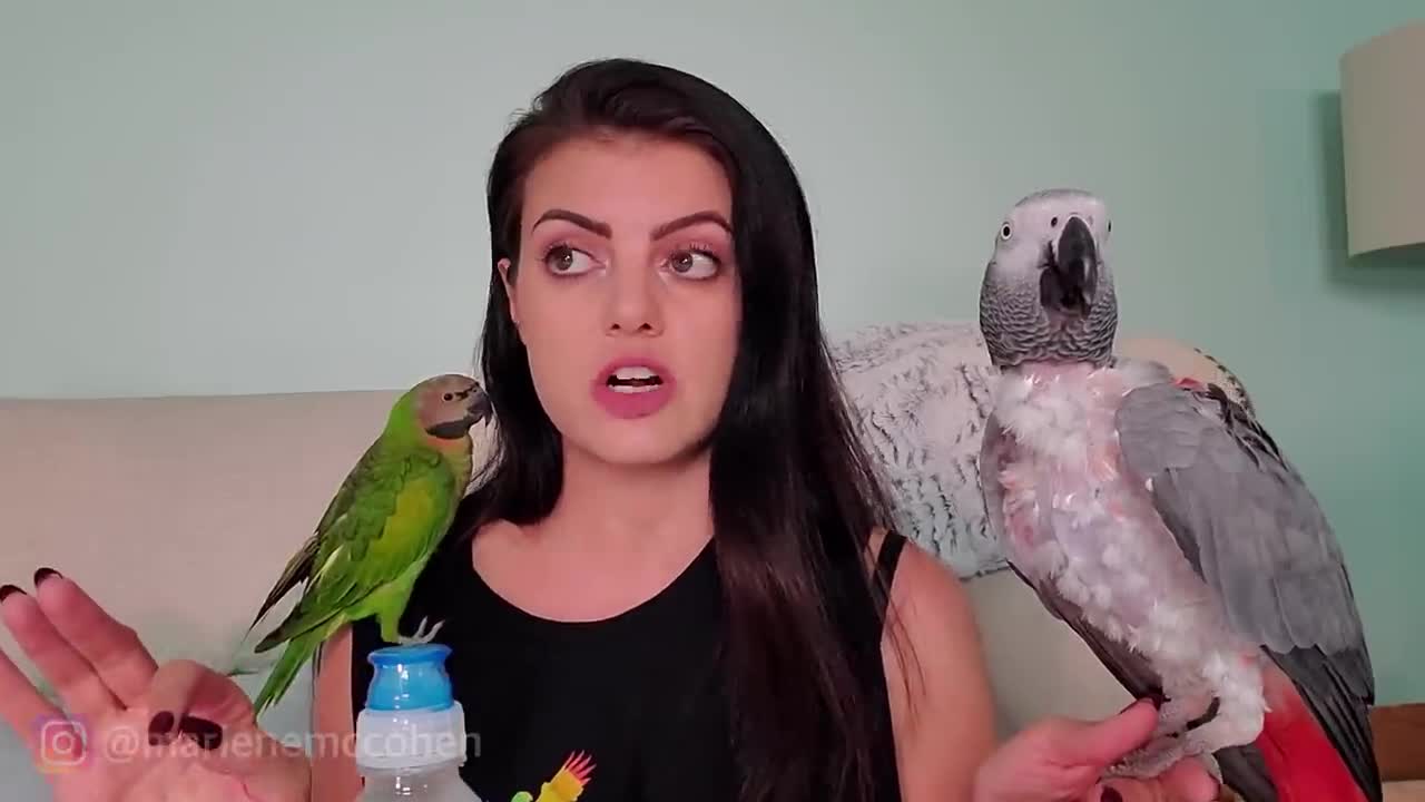 6 WAYS TO TEACH YOUR PARROT TO TALK