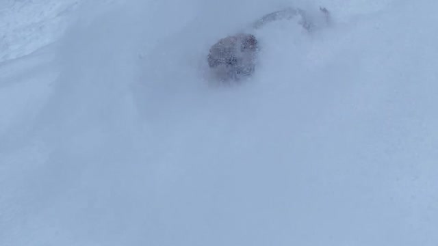 Ringo the Ski Dog Enjoying Backcountry Powder Day