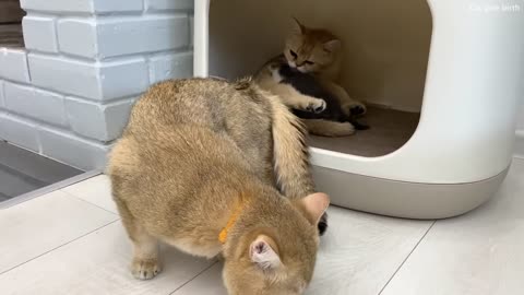 Papa chat et maman chat ont partagé des chatons