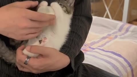 The little milk cat is like a baby