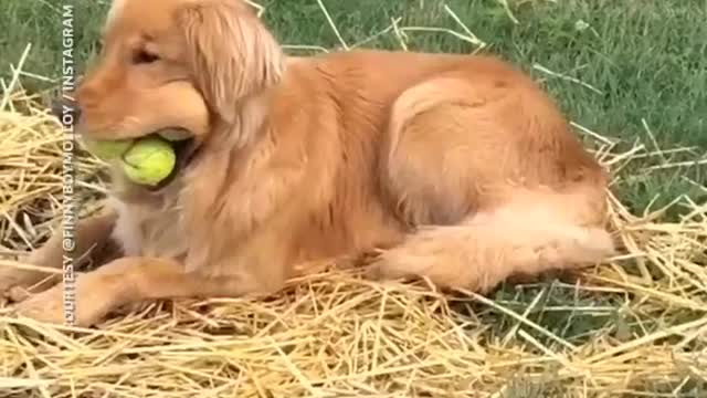 Best ways to train your dog || funny dog with tenis ball