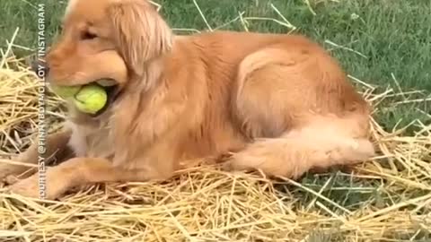 Best ways to train your dog || funny dog with tenis ball