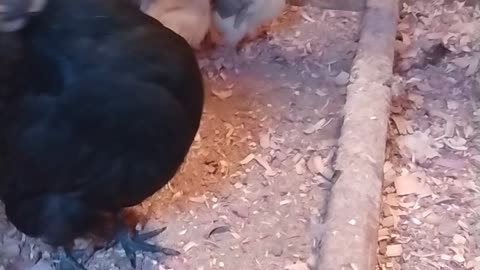 Broody Hen and Her Christmas Chicks