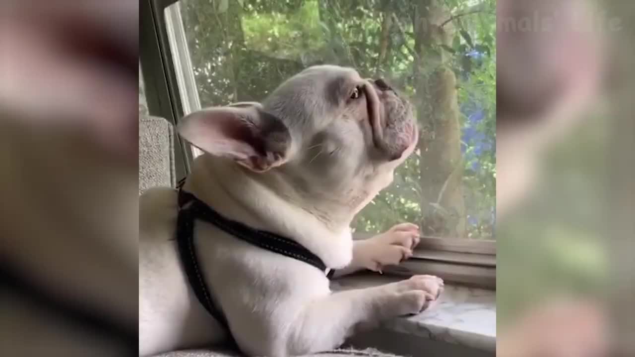 TOP 50 Funny Cats and Dogs Compilation 🐕🐈 🤣🥰🐈‍⬛🤩🥸