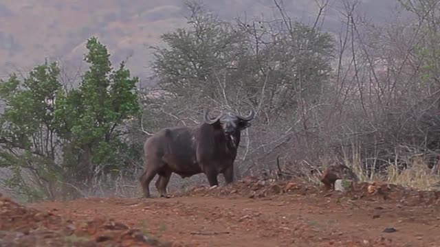 Ethiopian national park