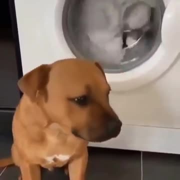 Cute puppy doesn't want this plushie in the washing machine.