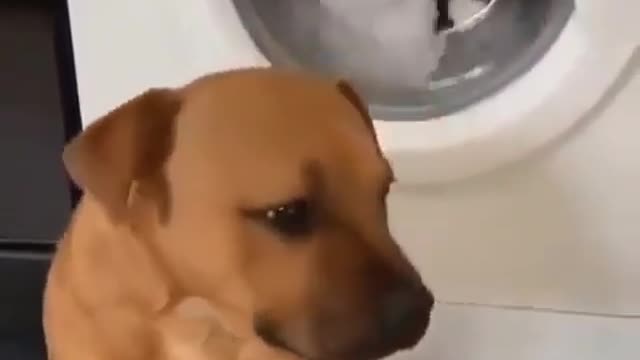Cute puppy doesn't want this plushie in the washing machine.