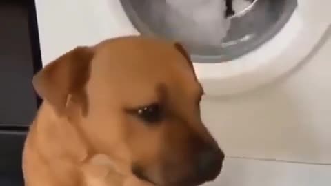 Cute puppy doesn't want this plushie in the washing machine.