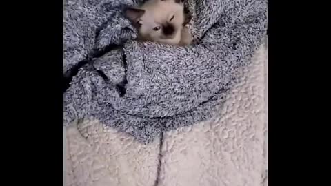 Cutest Animal | Cute Cnimals| Cute Dog | Cute Cat