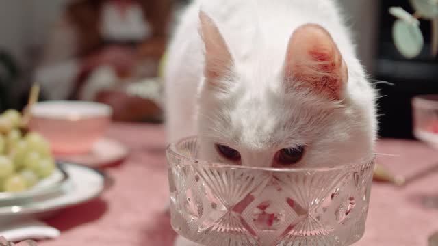 HOW DRINKING WATER A CUTE CAT IN BOWL