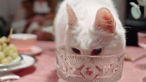 HOW DRINKING WATER A CUTE CAT IN BOWL