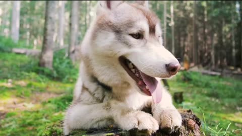 A dog is very beautiful video